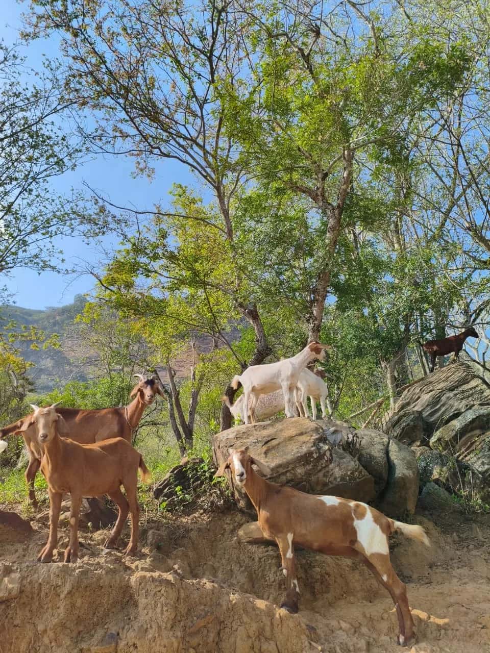 Goats on the rocks of a wooded hillside under a blue sky