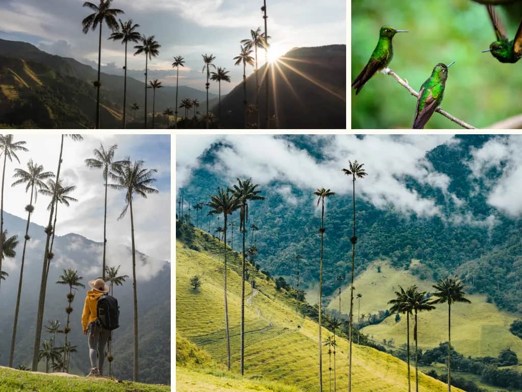 Collage of a valley with wax palms in the mist, a hiker and hummingbirds