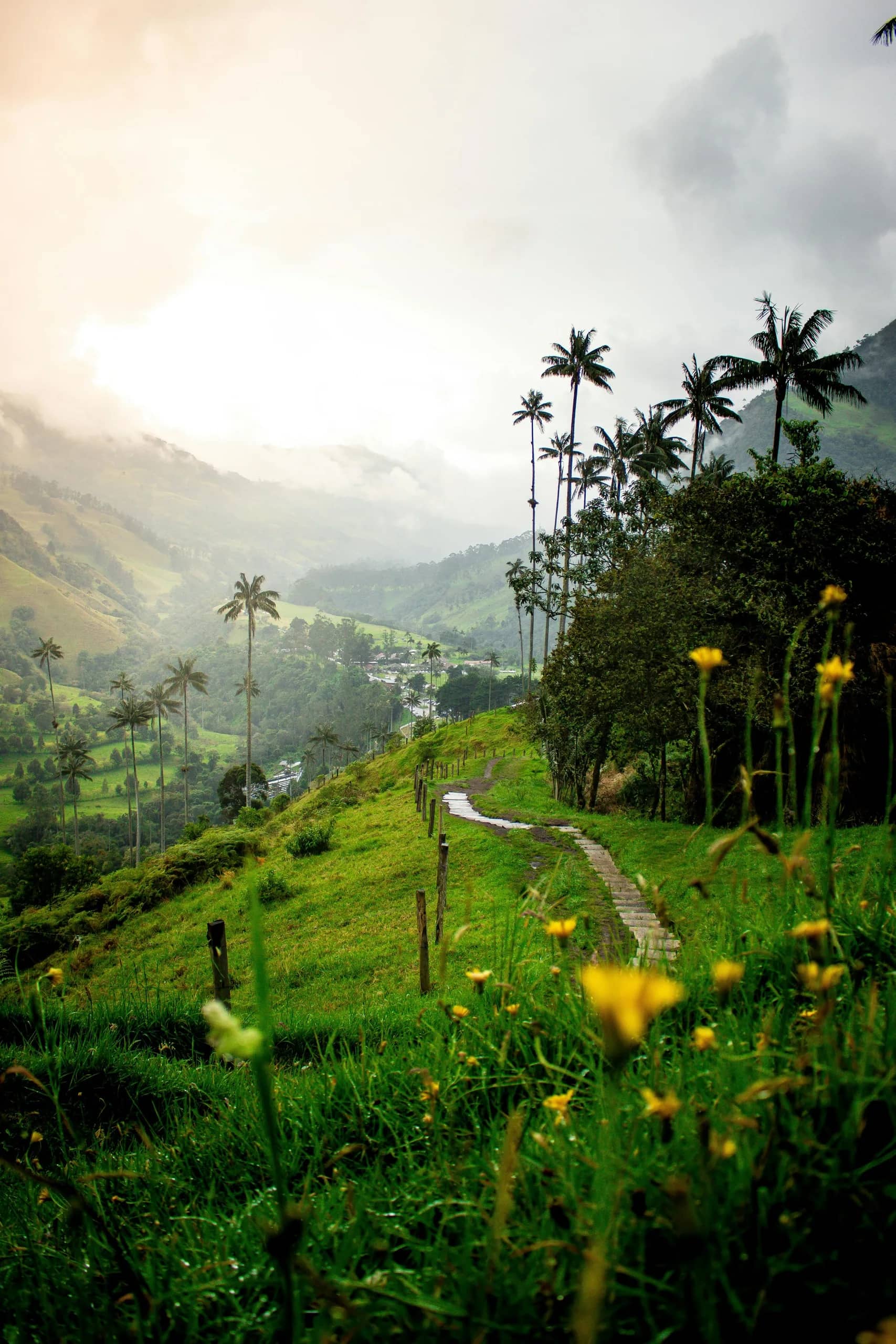 Wax palms rising above a green valley in the coffee region