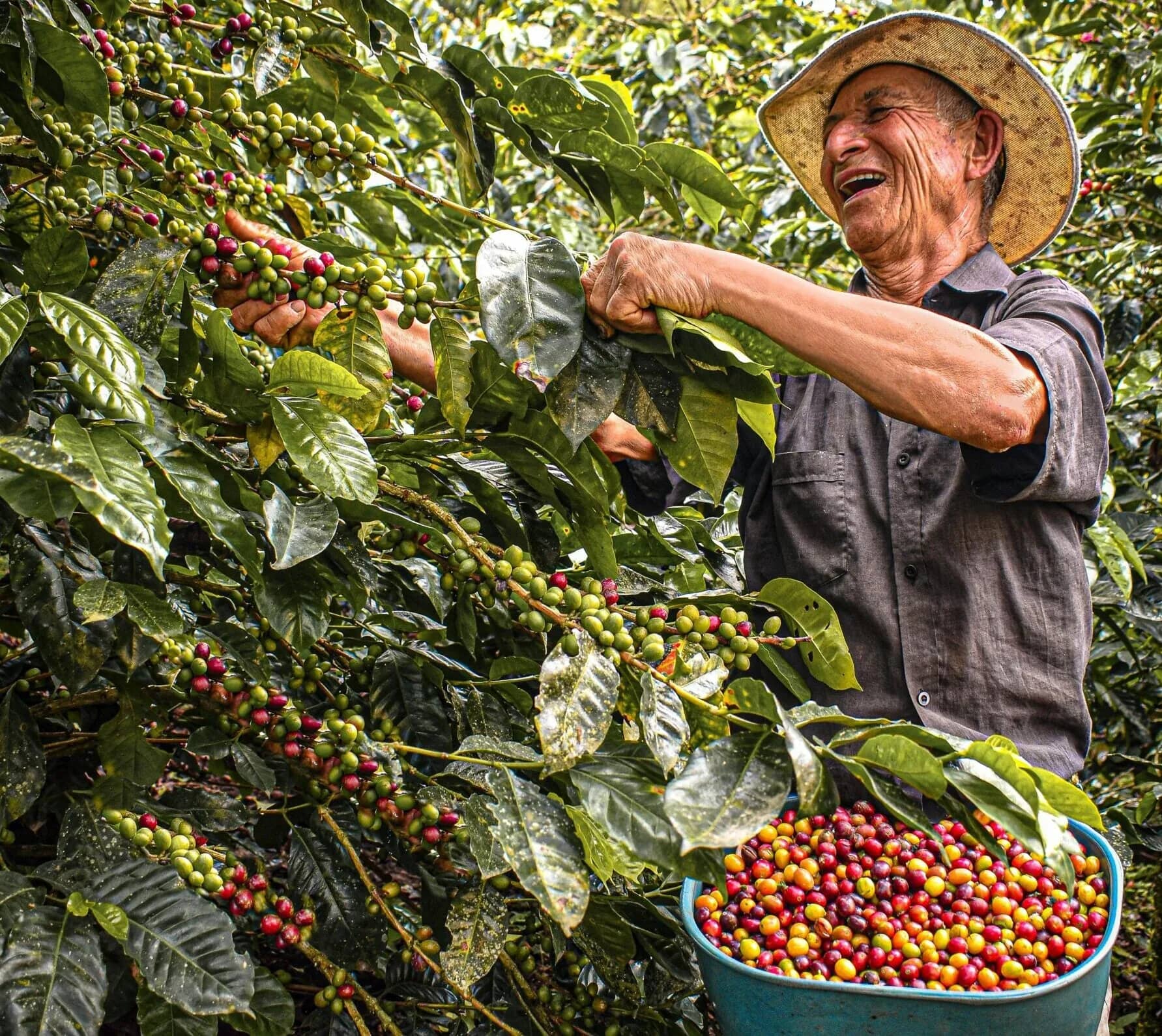 Smiling coffee grower picking ripe coffee cherries